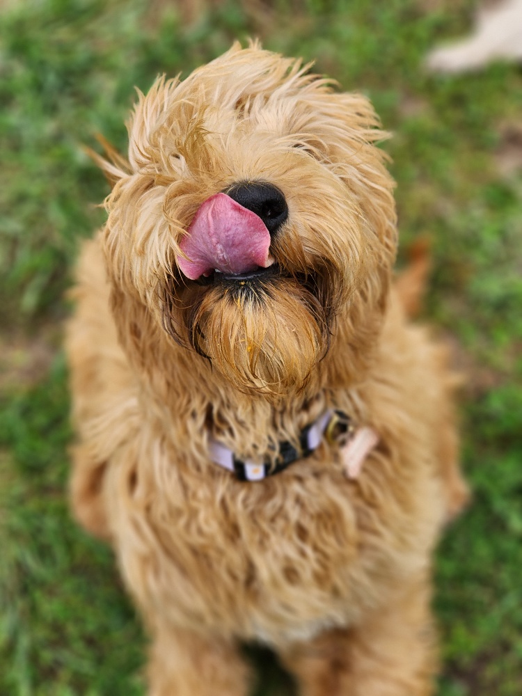 a brown dirty dog