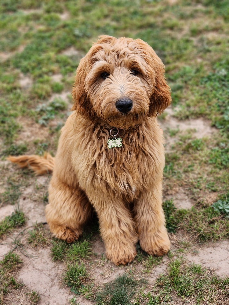clean brown dog